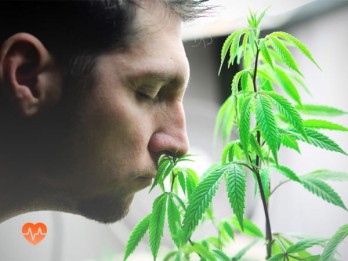 Детоксикация от марихуаны в Хасанье